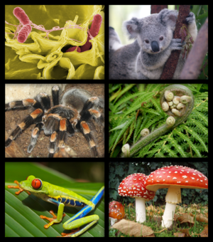 Du học Anh – Cử nhân Sinh học (Biology) – University of Ulster