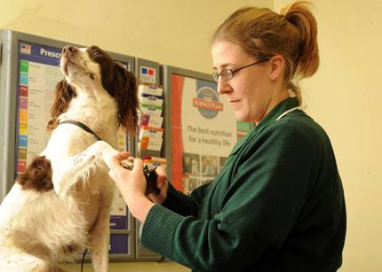 Du học New Zealand - Điều dưỡng Thú y (Veterinary Nursing) - Wellington Institute of Technology