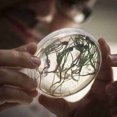 Bachelor of Sustainable agriculture and Food security tại Western Sydney University