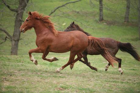 Du học Mỹ  - Cử nhân Chuyên ngành công nghiệp và kinh doanh Ngựa (Equine Industry and Business) – West Texas A&M University