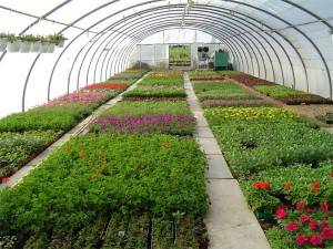 Du học New Zealand – Diploma Làm vườn (Horticulture) Level 5 – Royal Business College